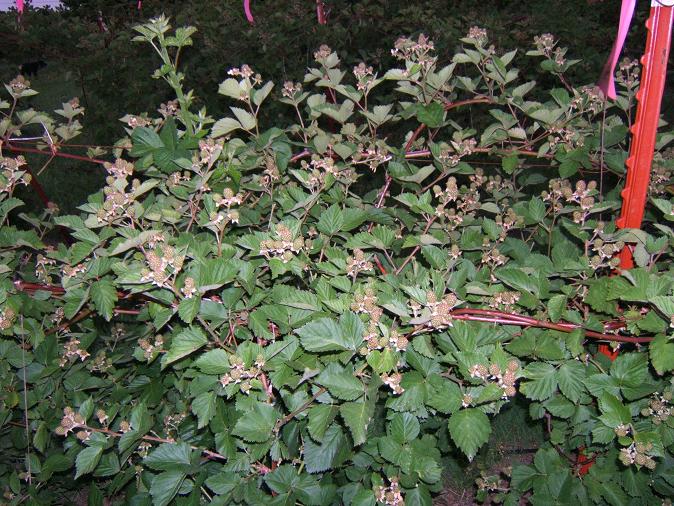 Triple Crown Blackberries still green in early June 2008. 